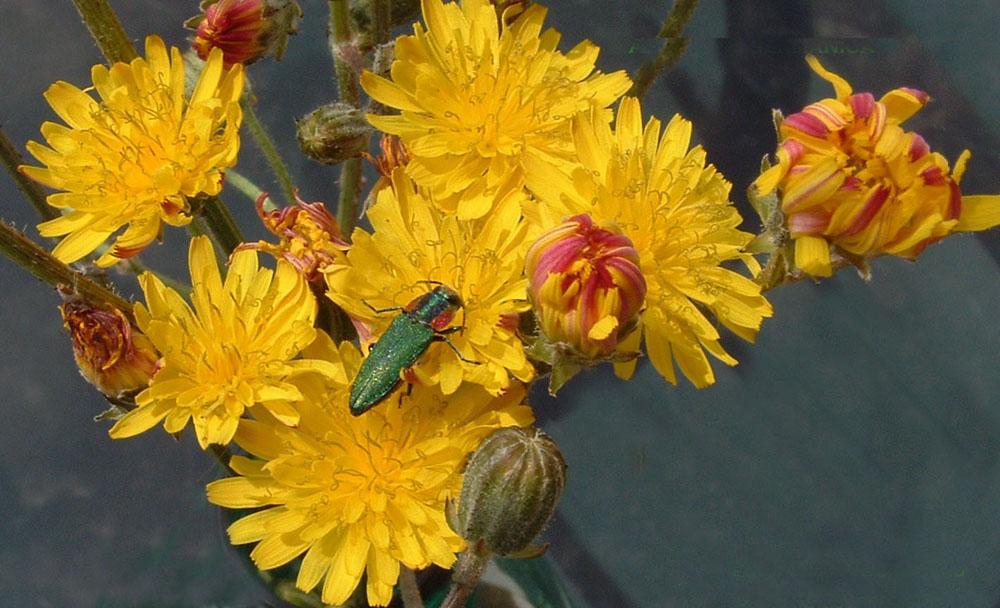 Anthaxia hungarica, Tettigonia sp.